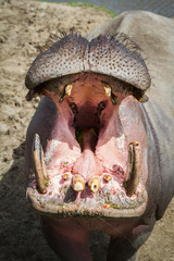 Hippopotamus- Hippopotamus amphibius