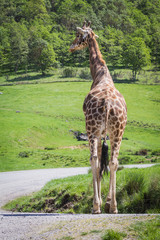 Giraffe- Giraffa camelopardalis