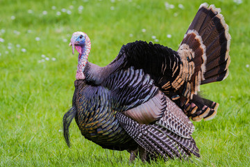 tom turkey