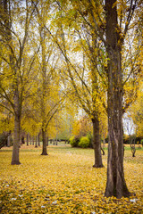 Paisaje de Parque en Otoño