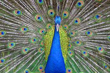Peacock
