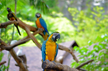 Parrots