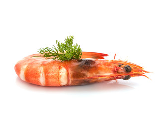 fresh shrimp isolated on a white background