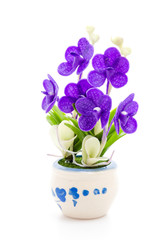 Orchid
