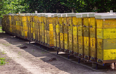 Apiary at countryside