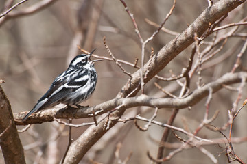 Black-and-white Warbler