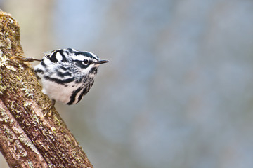 Fototapeta premium Black-and-white Warbler