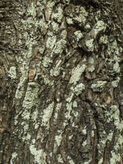 Corteza de árbol con liquen, moho y musgo.