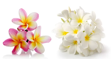 Poster de jardin Fleurs Fleur de frangipanier isolé sur blanc sur fond blanc