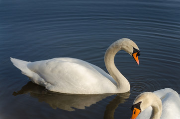 Eleganter Schwan