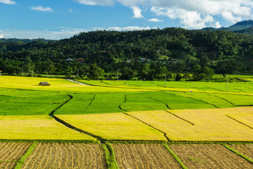 Rice  field
