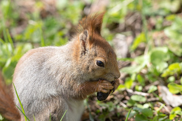 squirrel closeup