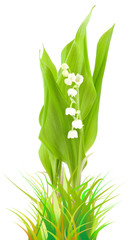 Fototapeta premium muguet parmi les herbes