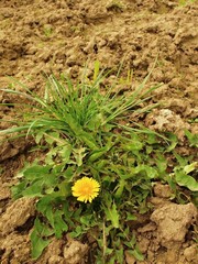 Dry ground of cracked and crushed clay with last green dandelion