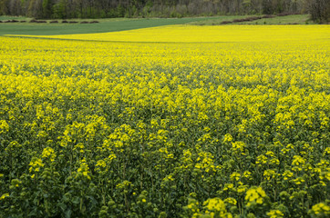 Spring field of rape.