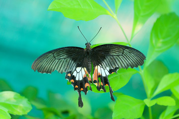 Back butterfly on green leaves