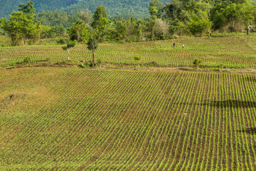 Corn field