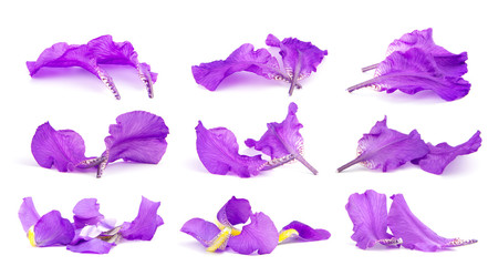 Obraz premium Iris