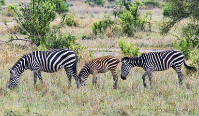 Fototapeta na wymiar Tansania-Zebra-11572