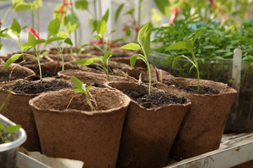 room seedlings in pots on the windowsill