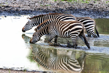 Fototapeta na wymiar Tansania-Zebra-11629