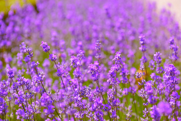 Obraz premium lavender flowers blooming