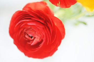 Букет ранункулюсов