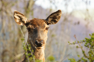 Wild Female Deer