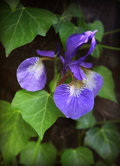 L'iris dans le lierre.