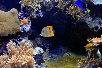 Tropical fish and coral