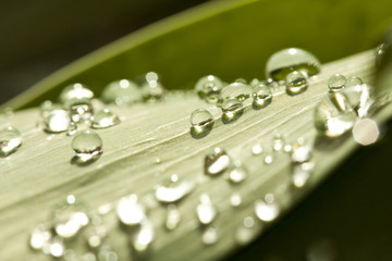 Dew drops on  leaf