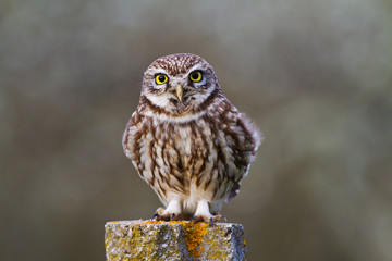 Owl