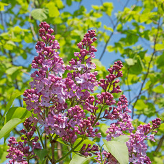 Obraz premium Flieder - Syringa