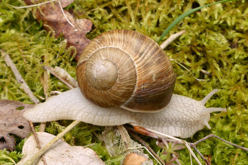 Weinbergschnecke...