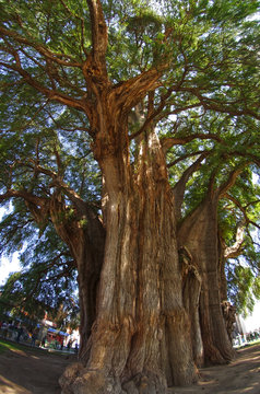 Tule Tree In Mexico