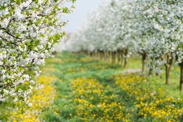 orchard in spring