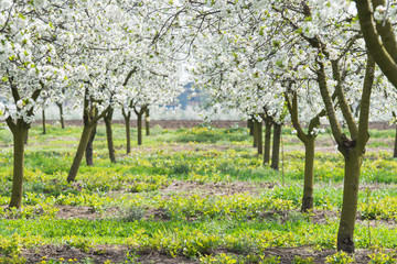 Fototapeta premium orchard in spring
