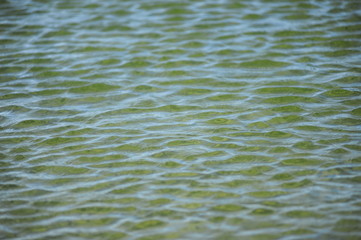 Water Ripples Texture