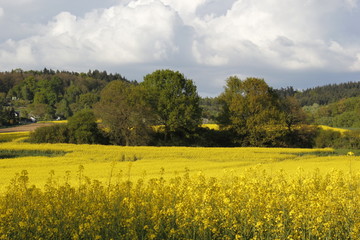 Fototapeta premium rapeseed fields
