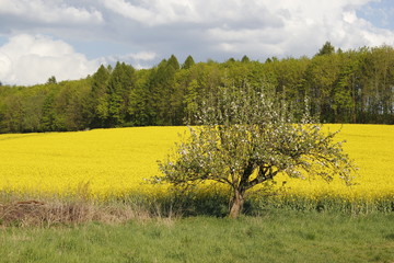 rapeseed field