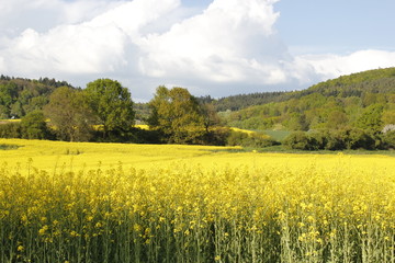 rapeseed field