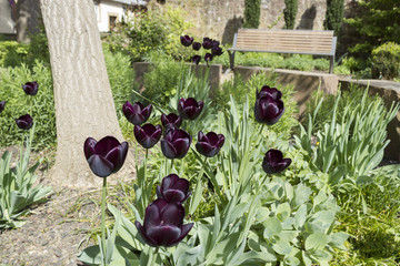 black tulips