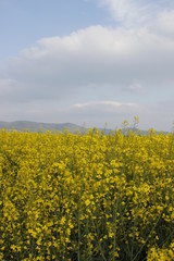 Obraz premium rapeseed