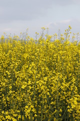 rapeseed