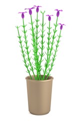 realistic 3d render of lavendula