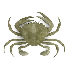 realistic 3d render of crustacean - liocarnicus vernalis