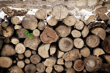 fire wood, log, billet