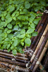 Plants in a bamboo container