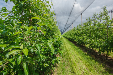 Apple orchard with a safety net