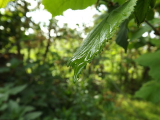 Wet Plants Macro